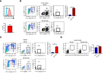 Tumor-associated CD8+T cell tolerance induced by erythroid progenitor cells